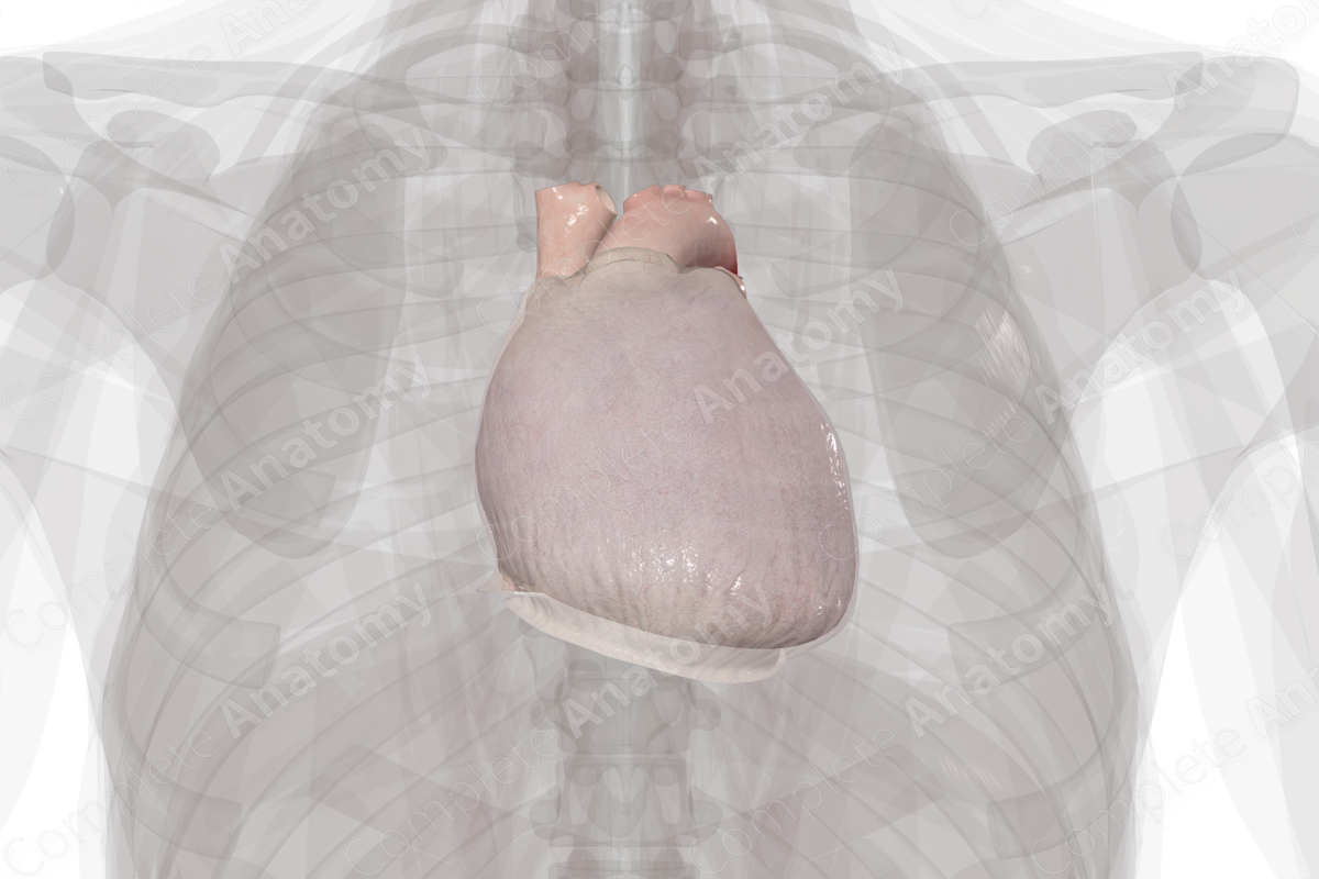 Heart & Pericardium