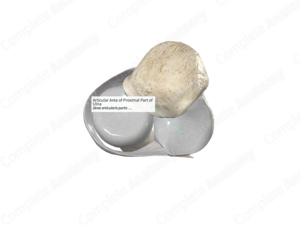 Articular Area of Proximal Part of Ulna