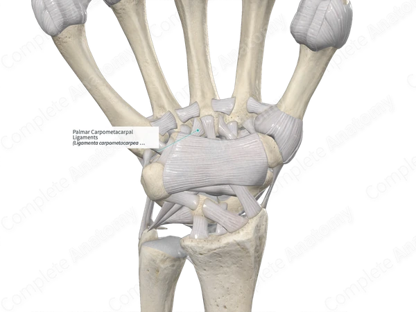 Palmar Carpometacarpal Ligaments