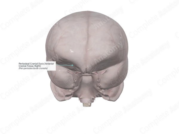 Periosteal Cranial Dura (Anterior Cranial Fossa; Right)