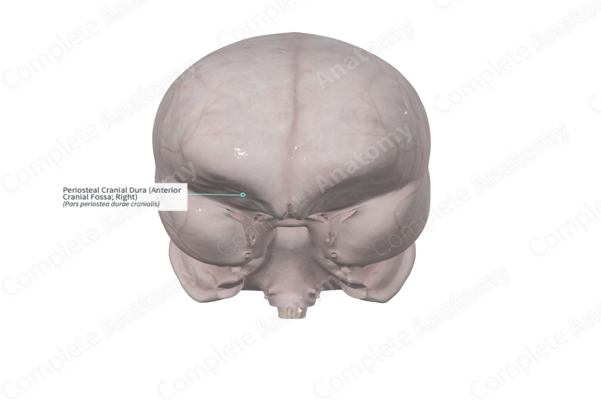 Periosteal Cranial Dura (Anterior Cranial Fossa; Right)