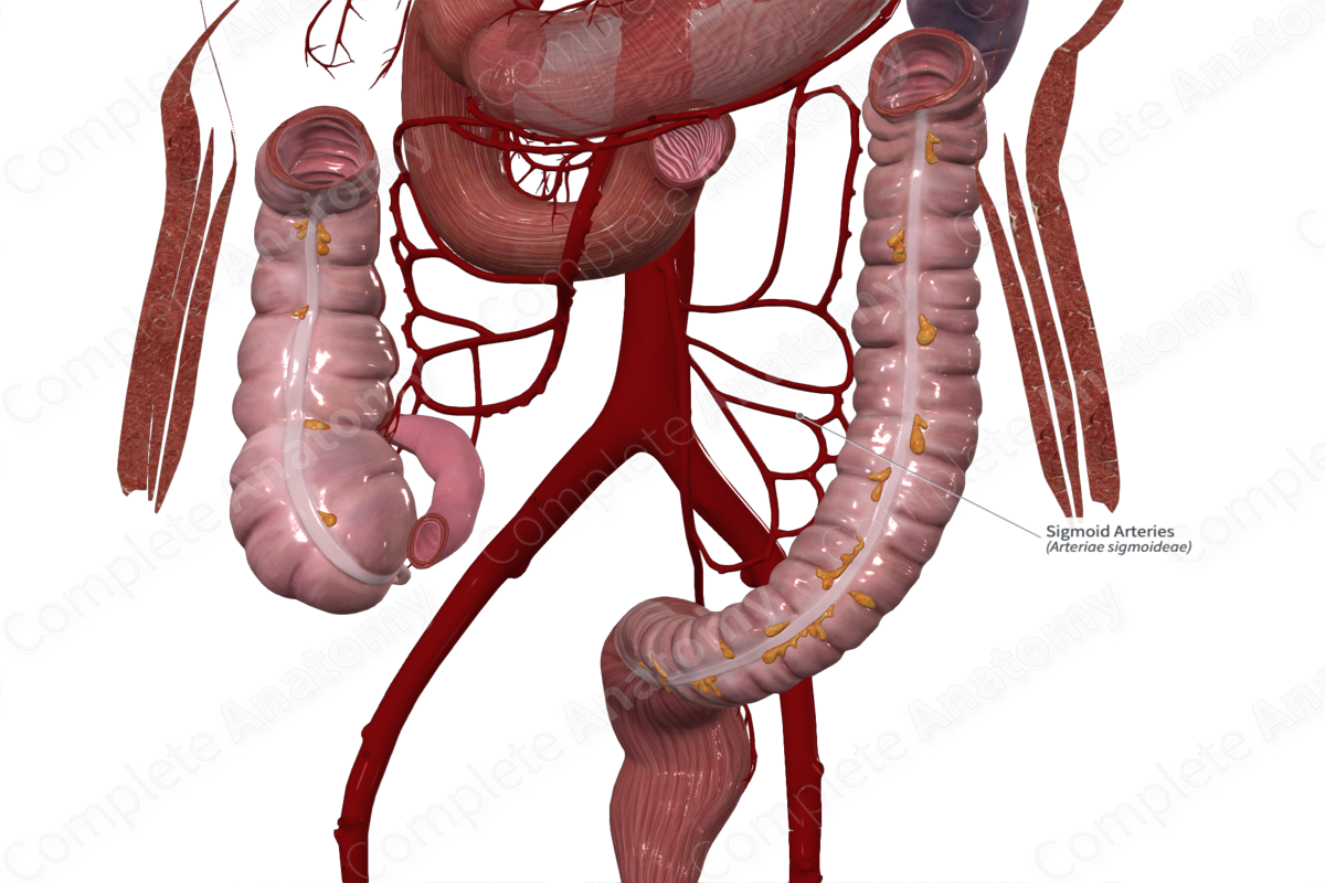 Sigmoid Arteries