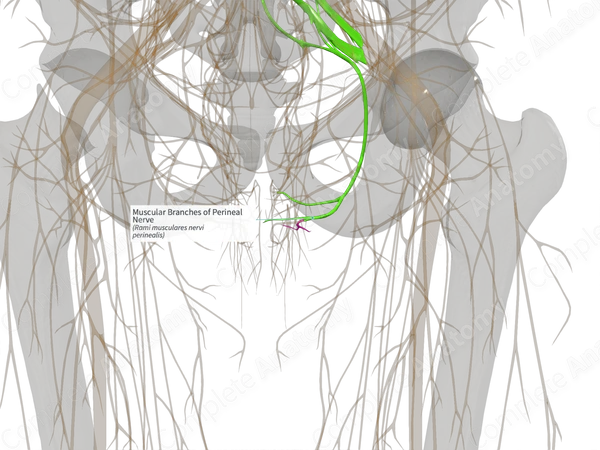 Muscular Branches of Perineal Nerve (Left)