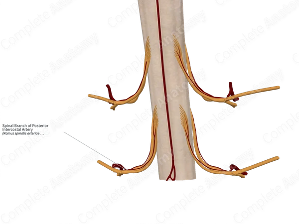 Spinal Branch of Posterior Intercostal Artery