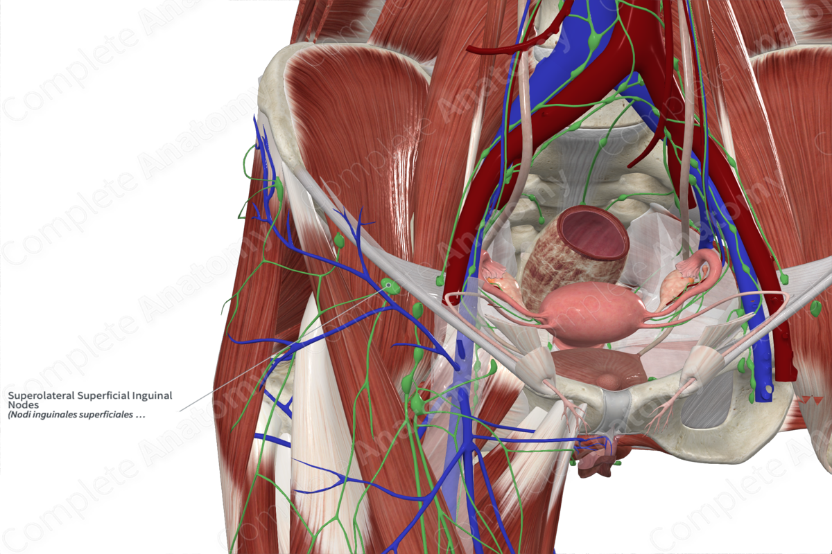 Superolateral Superficial Inguinal Nodes 