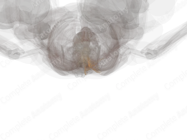 Posterior Rami of Thoracic Spinal Nerves (Left)