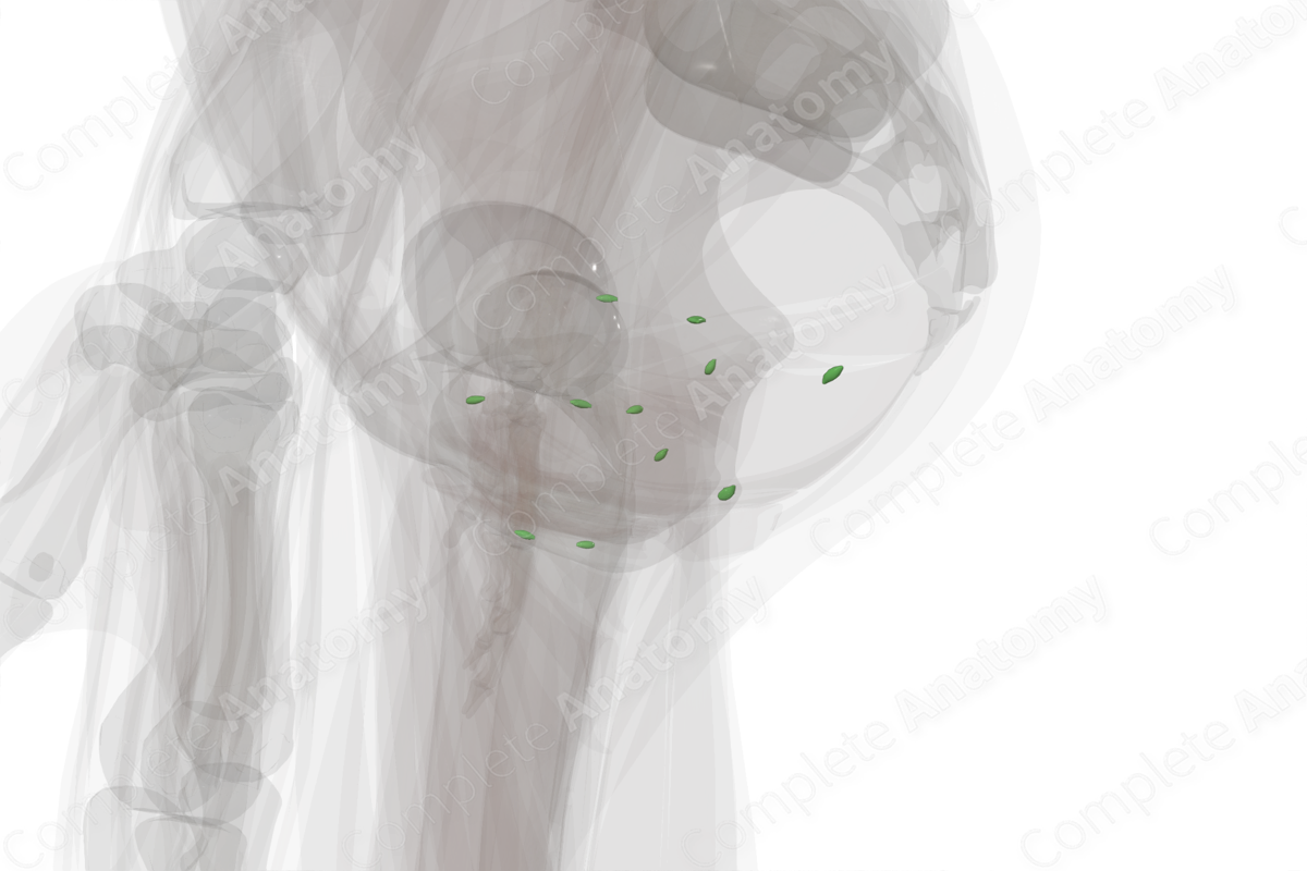 Visceral Pelvic Lymph Nodes (Left)