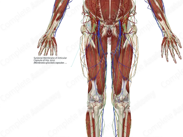 Synovial Membrane of Articular Capsule of Hip Joint