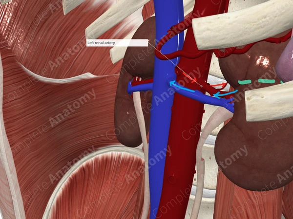 Renal Artery