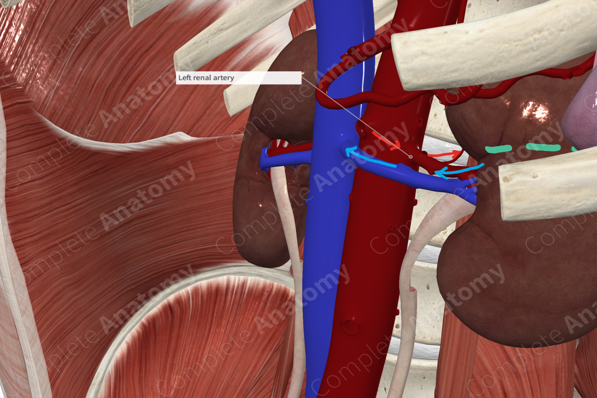 Renal Artery 