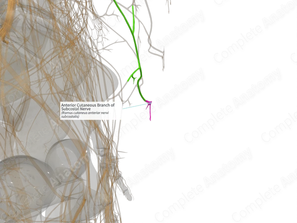 Anterior Cutaneous Branch of Subcostal Nerve (Right)