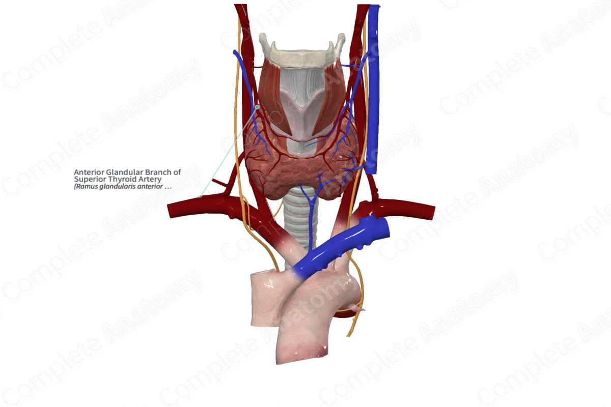 Anterior Glandular Branch of Superior Thyroid Artery 