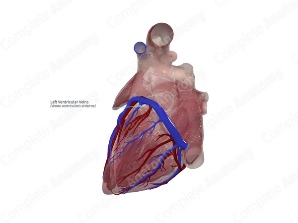 Left Ventricular Veins