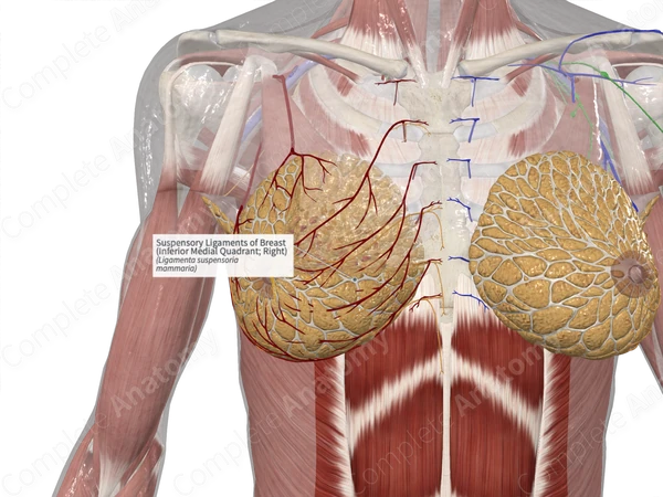 Suspensory Ligaments of Breast (Inferior Medial Quadrant; Right)