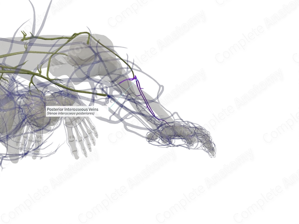 Posterior Interosseous Veins (Left)