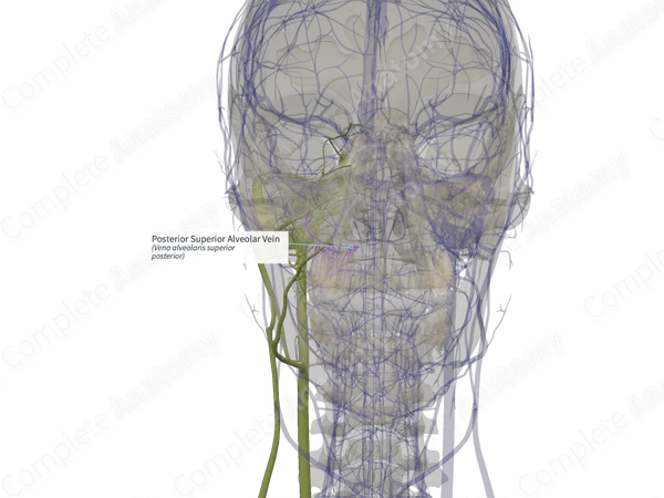 Posterior Superior Alveolar Vein (Left)