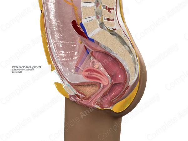 Posterior Pubic Ligament