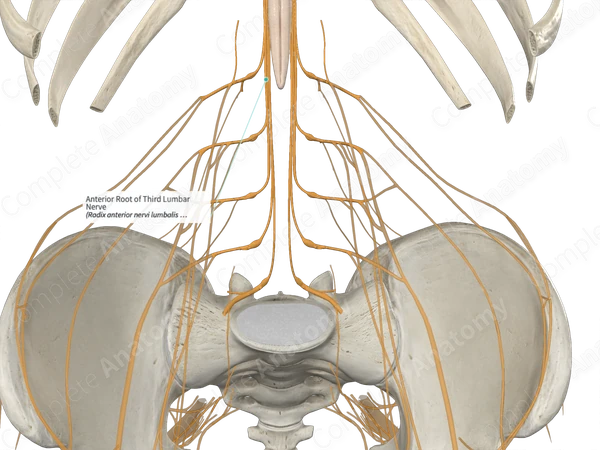 Anterior Root of Third Lumbar Nerve 