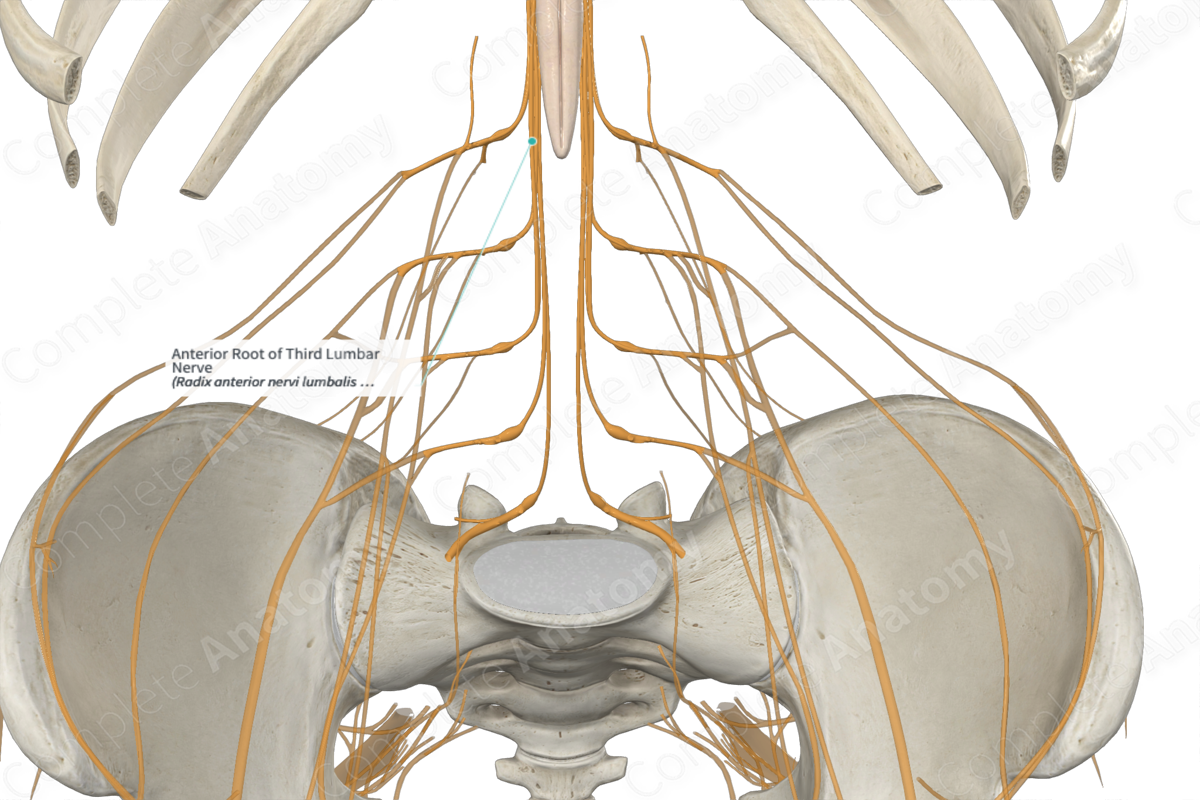 Anterior Root of Third Lumbar Nerve 