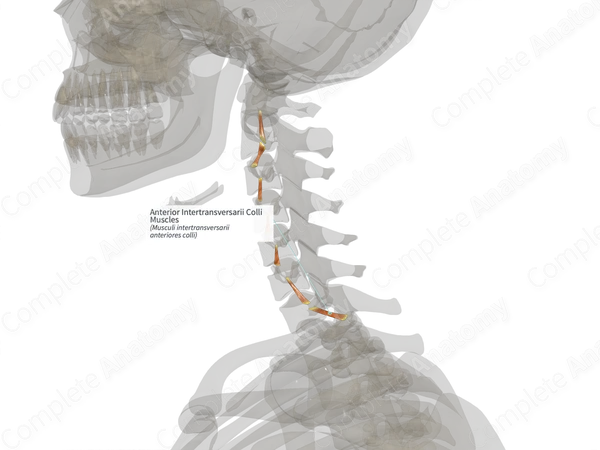 Anterior Intertransversarii Colli Muscles (Right)