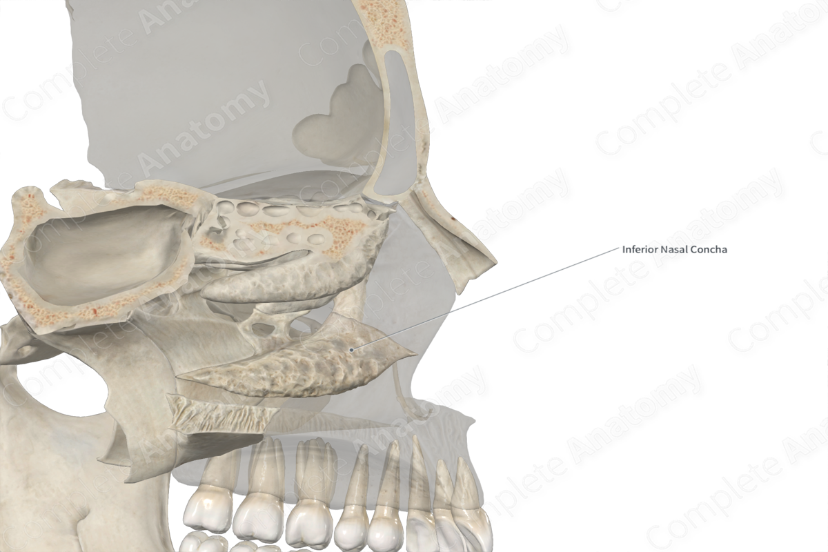 Inferior Nasal Concha Bone 
