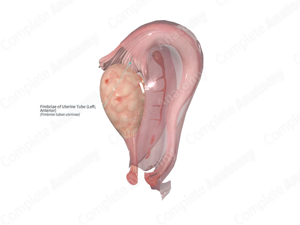 Fimbriae of Uterine Tube (Left; Anterior)
