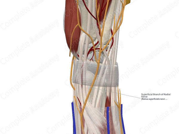 Superficial Branch of Radial Nerve 