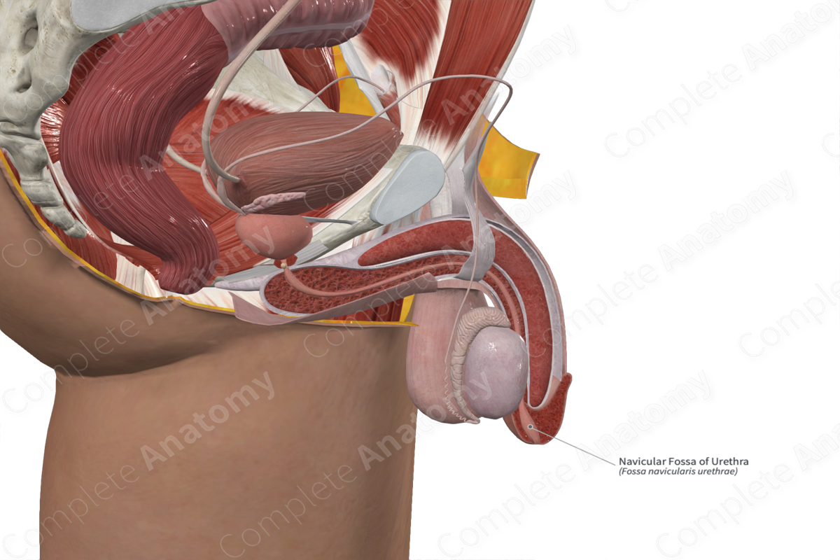 Navicular Fossa of Urethra 