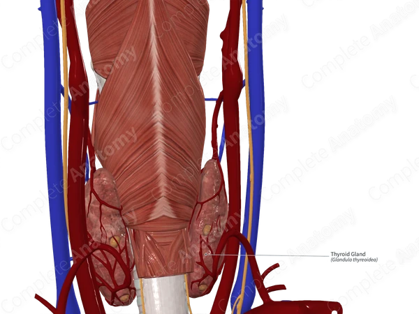 Thyroid Gland