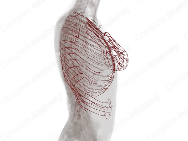 Arteries of Thoracic Wall