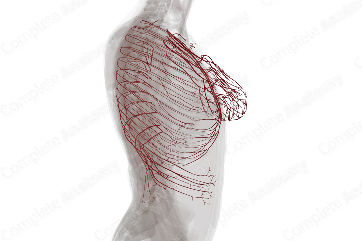 Arteries of Thoracic Wall