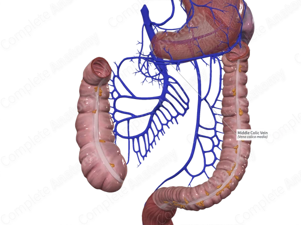 Middle Colic Vein