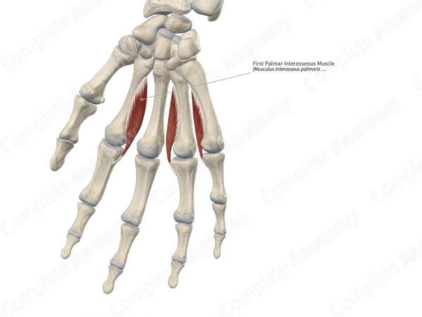 First Palmar Interosseous Muscle 