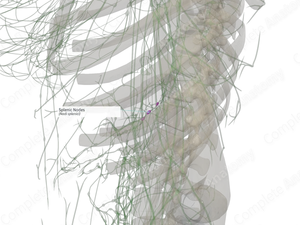 Splenic Nodes