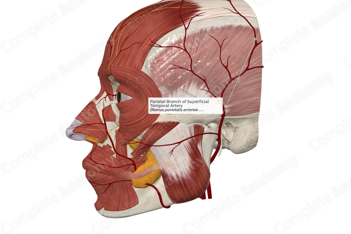 Parietal Branch of Superficial Temporal Artery 