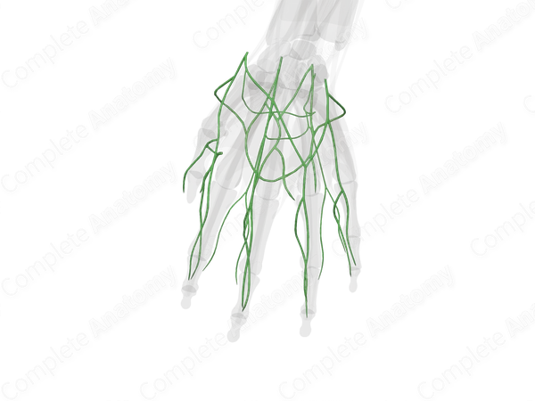 Lymph Vessels of Hand (Left)
