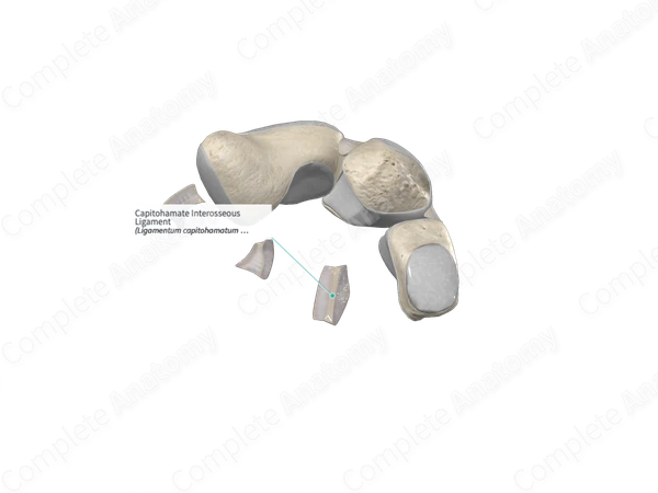 Capitohamate Interosseous Ligament