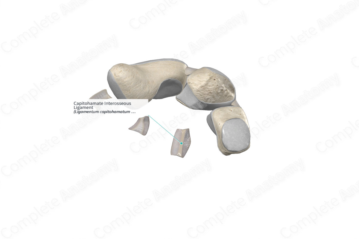 Capitohamate Interosseous Ligament 