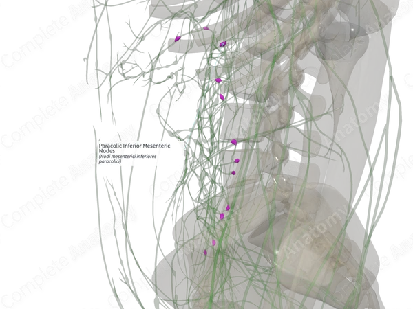 Paracolic Inferior Mesenteric Nodes