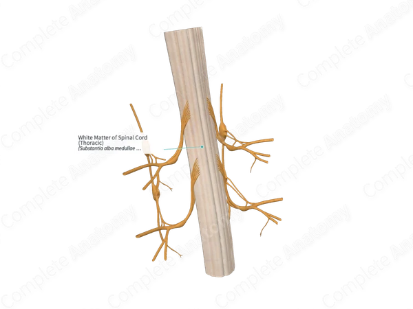 White Matter of Spinal Cord (Thoracic)
