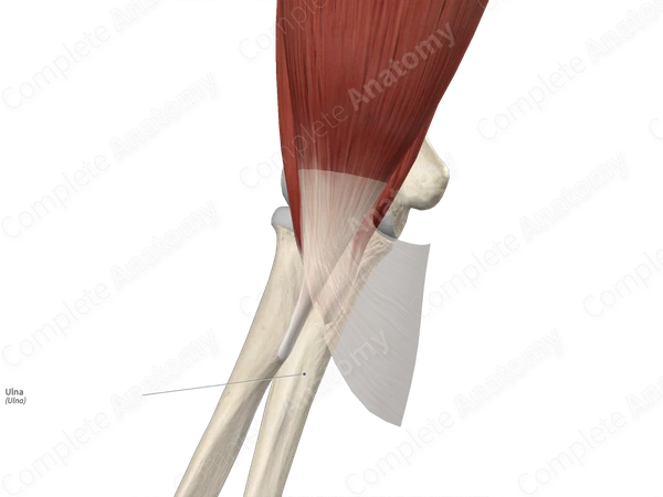 Ulna 