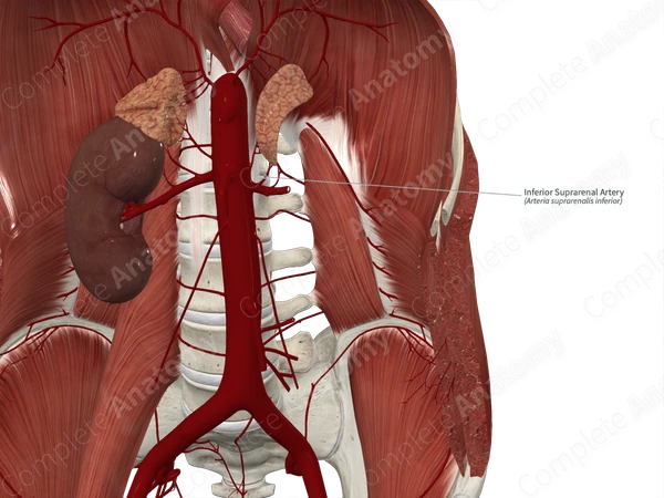 Inferior Suprarenal Artery 