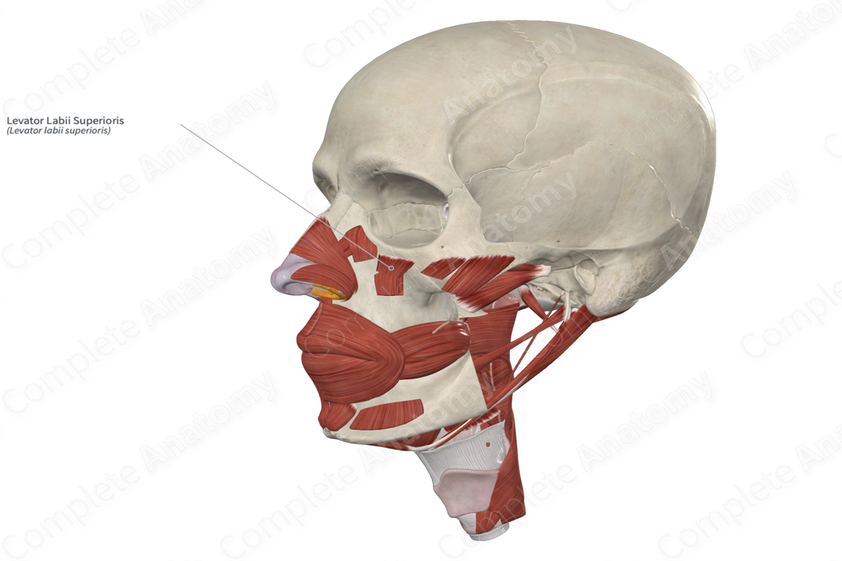 Levator Labii Superioris 