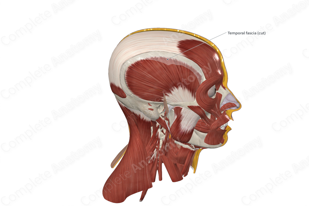 Temporal Fascia Complete Anatomy