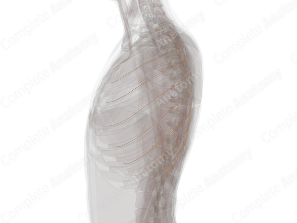 Collateral Branches of Intercostal Nerves (Left)