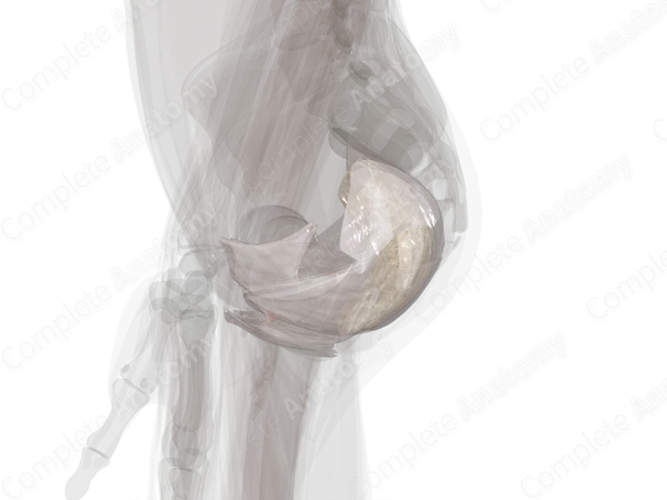 Pelvic Fasciae