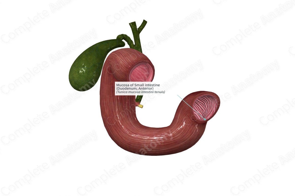 Mucosa of Small intestine (Duodenum; Anterior)