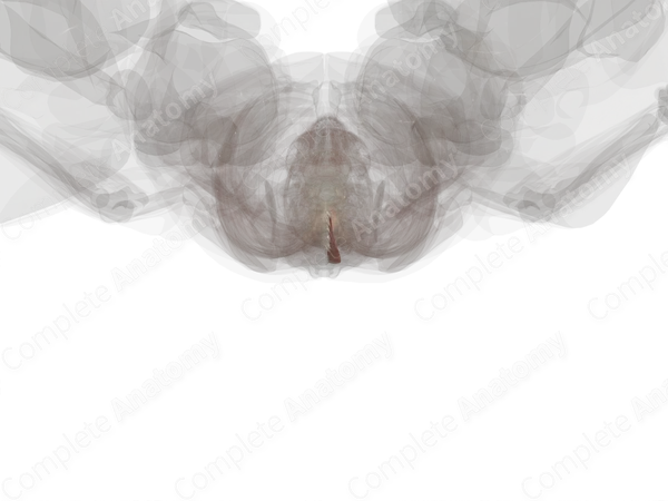 Spinalis Muscles (Left)