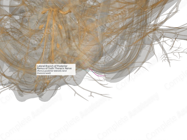Lateral Branch of Posterior Ramus of Sixth Thoracic Nerve (Right)