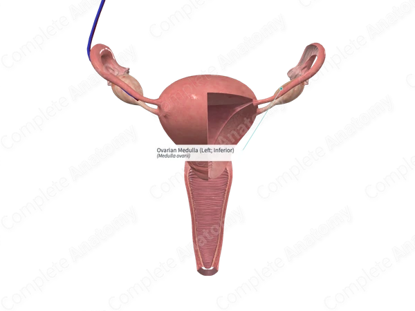 Ovarian Medulla (Left; Inferior)